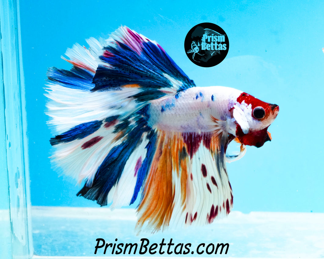 Rainbow Marble Halfmoon Male