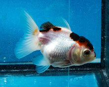 Load image into Gallery viewer, Tricolor Monster Oranda Male (3  inches) Imported in Thailand