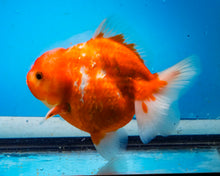 Load image into Gallery viewer, Sakaru Godzilla Shogun Oranda Male (4.5inch length) Imported from Thailand