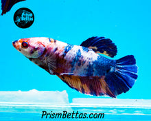 Load image into Gallery viewer, Marble GIANT Halfmoon Plakat Male