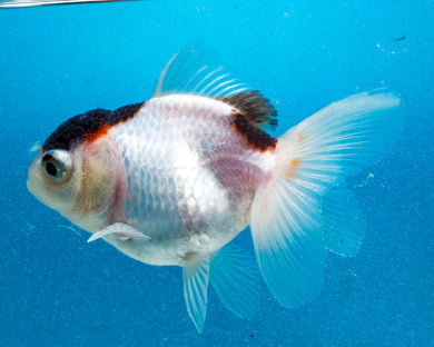 Tricolor Monster Oranda Male (3  inches) Imported in Thailand