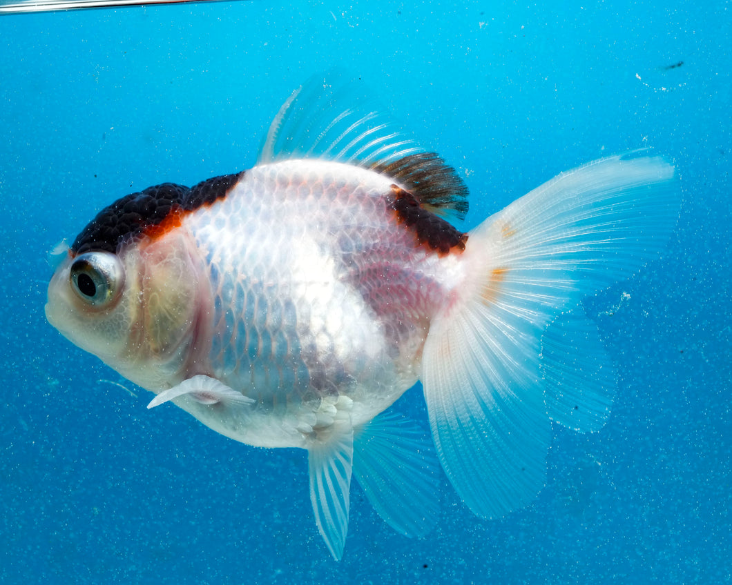Tricolor Monster Oranda Male (3  inches) Imported in Thailand
