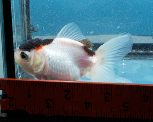 Tricolor Monster Oranda Male (3  inches) Imported in Thailand