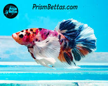Load image into Gallery viewer, Candy Koi Dumbo Halfmoon Plakat Male