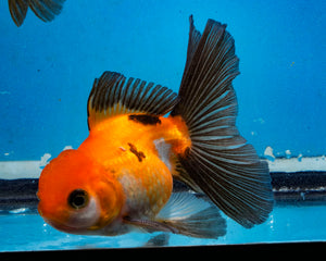 Apache Monster Oranda Male (3.25  inches) Imported in Thailand