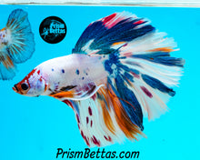 Load image into Gallery viewer, Rainbow Marble Halfmoon Male