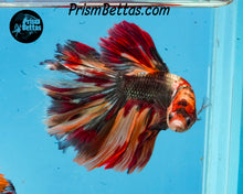 Load image into Gallery viewer, Copper Candy Halfmoon Male
