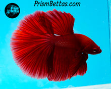 Load image into Gallery viewer, Red Halfmoon Male