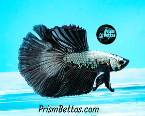 Black Copper Halfmoon Male