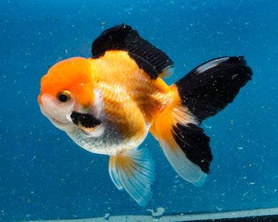 Apache Monster Oranda Male (3.25 inches) Imported from Thailand