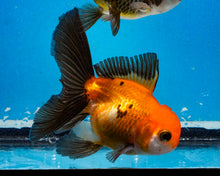 Load image into Gallery viewer, Apache Monster Oranda Male (3.25  inches) Imported in Thailand