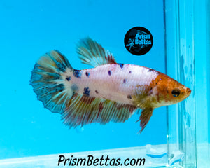 Marble Halfmoon Female