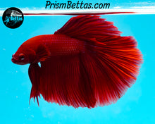 Load image into Gallery viewer, Red Halfmoon Male