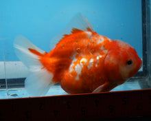 Load image into Gallery viewer, Sakaru Godzilla Shogun Oranda Male (4.5inch length) Imported from Thailand