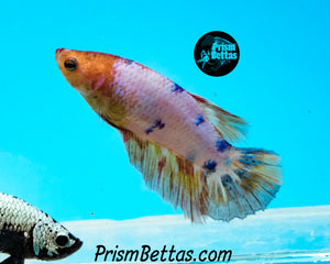 Marble Halfmoon Female