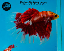 Load image into Gallery viewer, Red Koi Halfmoon Male