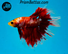 Load image into Gallery viewer, Red Koi Halfmoon Male