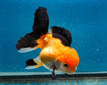 Load image into Gallery viewer, Apache Monster Oranda Male (3.25 inches) Imported from Thailand