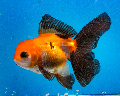 Apache Monster Oranda Male (3.25  inches) Imported in Thailand