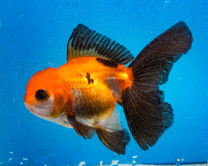 Apache Monster Oranda Male (3.25  inches) Imported in Thailand