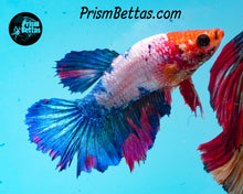 Load image into Gallery viewer, Marble Halfmoon Female