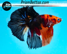 Load image into Gallery viewer, Candy Koi Halfmoon Male