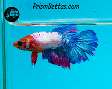 Load image into Gallery viewer, Marble Halfmoon Female