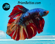 Load image into Gallery viewer, Marble Halfmoon Male