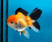 Load image into Gallery viewer, Apache Monster Oranda Male (3.25 inches) Imported from Thailand