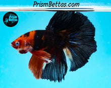 Load image into Gallery viewer, Candy Koi Halfmoon Male