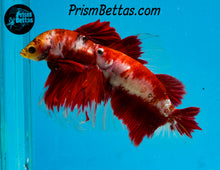 Load image into Gallery viewer, Red Koi Halfmoon Male