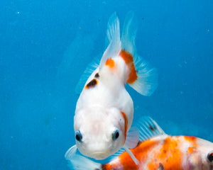 Tricolor Oranda Female (3.5  inches) Imported in Thailand