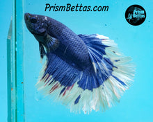 Load image into Gallery viewer, Blue Butterfly Halfmoon Male