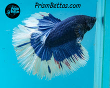 Load image into Gallery viewer, Blue Butterfly Halfmoon Male