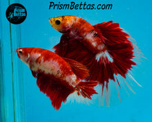 Load image into Gallery viewer, Red Koi Halfmoon Male