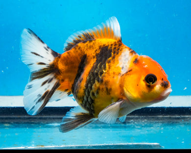 Calico Monster Oranda Male (3.5 inches) Imported from Thailand