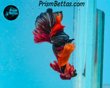 Load image into Gallery viewer, Candy Koi Halfmoon Male