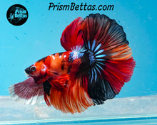 Load image into Gallery viewer, Candy Koi Halfmoon Male