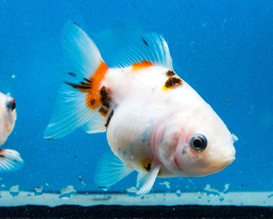 Tricolor Oranda Female (3.5  inches) Imported in Thailand