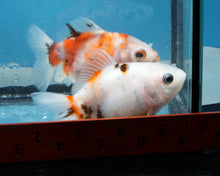 Load image into Gallery viewer, Tricolor Oranda Female (3.5  inches) Imported in Thailand