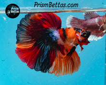 Load image into Gallery viewer, Candy Koi Halfmoon Male
