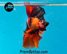 Load image into Gallery viewer, Candy Koi Halfmoon Male