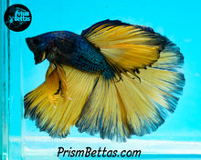 Load image into Gallery viewer, Mustard Gas Halfmoon Male