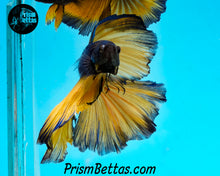 Load image into Gallery viewer, Mustard Gas Halfmoon Male