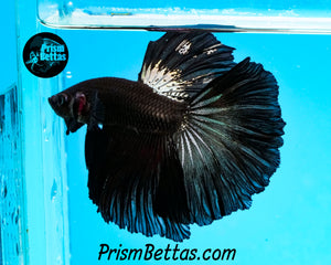 Copper Blacklight Halfmoon Male