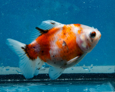 Tricolor Godzilla Oranda Female (3.25  inches) Imported in Thailand