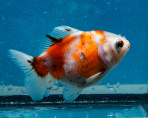 Tricolor Godzilla Oranda Female (3.25  inches) Imported in Thailand