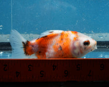 Load image into Gallery viewer, Tricolor Godzilla Oranda Female (3.25  inches) Imported in Thailand