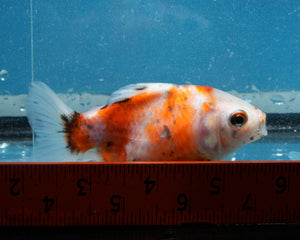 Tricolor Godzilla Oranda Female (3.25  inches) Imported in Thailand