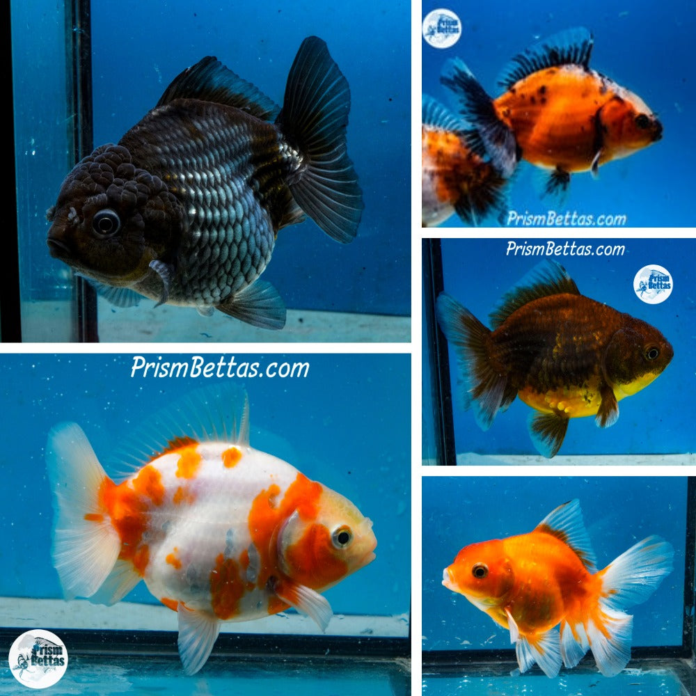 Medium Shogun Godzilla Oranda Mystery Box (3-3.5 inches) Imported from Thailand
